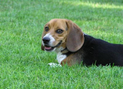 New Jersey Beagles at Breezy Point